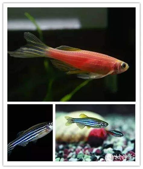 紅色觀賞魚|整理：9種適合新手飼養的小型觀賞魚！